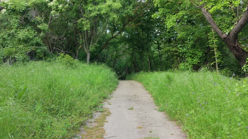 Beautiful forest pathway surrounded by lush green trees and peaceful natural woodland scenery during sunny daytime.