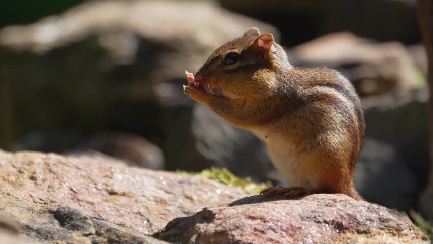 An Eastern Chipmunk perches upright on a large, sun-warmed stone while washing its face. Shot in bright, direct summer sunlight showing off its distinct facial and back stripes. The natural rock pile habitat creates a textured, out-of-focus background that makes this intimate native wildlife behavior stand out for editorial and nature media buyers.