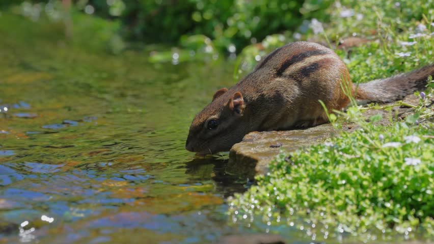 Chipmunk Drinking Water from a Mountain Stream in Springtime