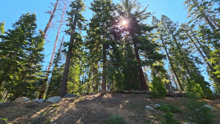 Sunlit Sequoia Forest With Tall Evergreen Trees, wide nature video frame with blue sky, forest floor and mountain woodland