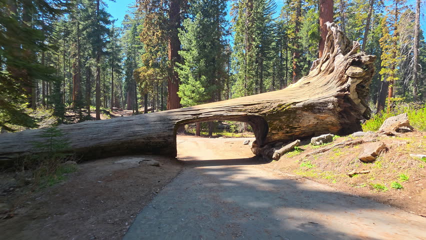 Fallen Sequoia Tree Tunnel Across Forest Road, scenic nature video frame with giant trunk opening and woodland sunlight
