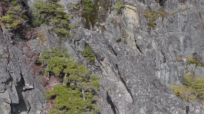 Majestic Rocky Cliff Face Adorned with Evergreen Trees in the Wilderness of British Columbia, Canada