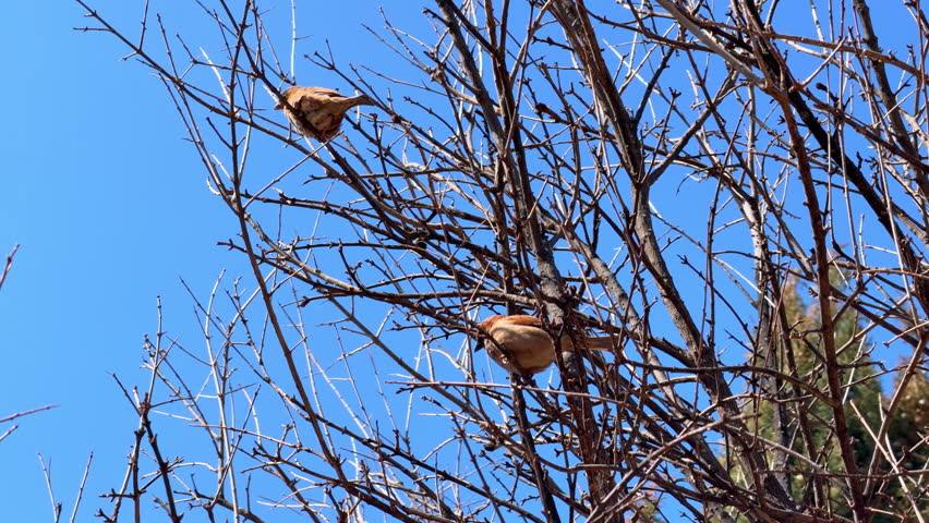House sparrow brown bird duo perched on bare leafless tree branch against bright blue sky in early spring, songbird wildlife resting scene at sunny day