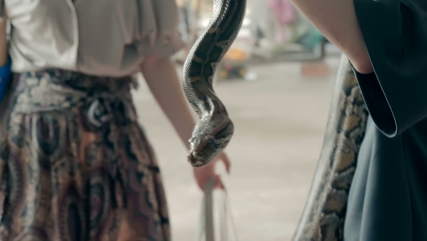 A pet trainer is holding a beautiful dark patterned skin python snake in his hands ready to put it on the tourist shoulders for unforgettable experience and nice holiday pictures
