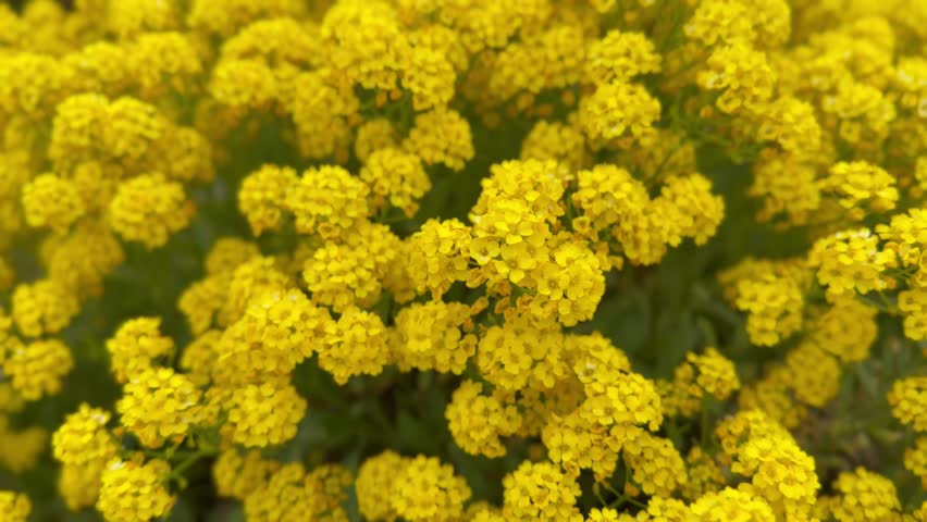 close up of yellow flowers