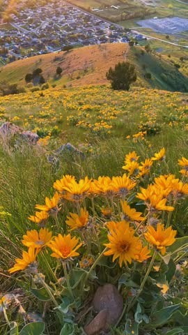Beautiful Yellow Wildflowers on Hillside Overlooking City Valley at Sunset