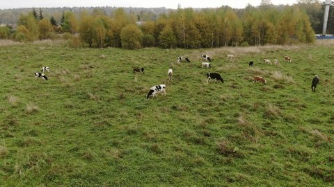 Low Drone Circling over Grazing Cows on