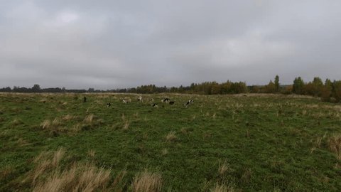 Low Altitude Drone Shot Cows Pasture