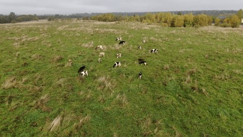Aerial Forward Zoom on Grazing Cows Field