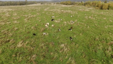 Drone Ascending Rotating over Cows Field
