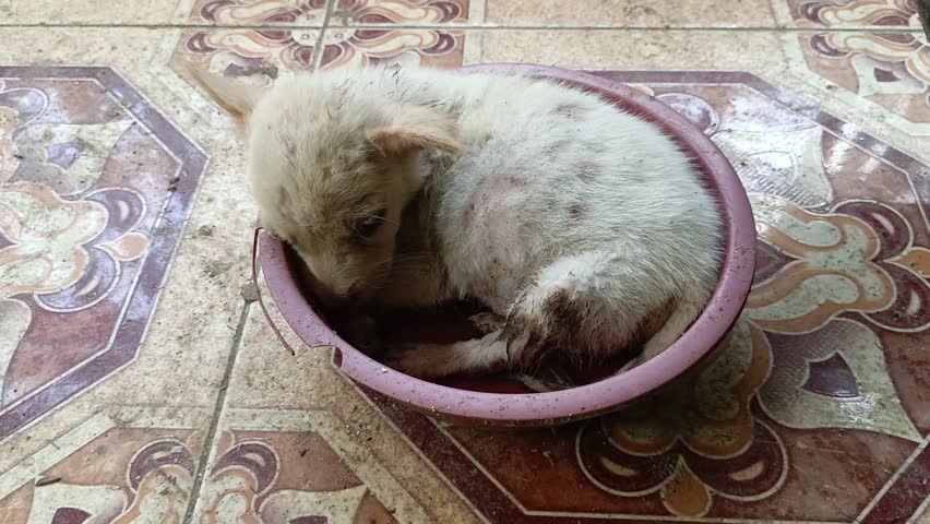 A puppy is sleeping soundly on a ceramic floor. Close-up footage. Front-angle camera.