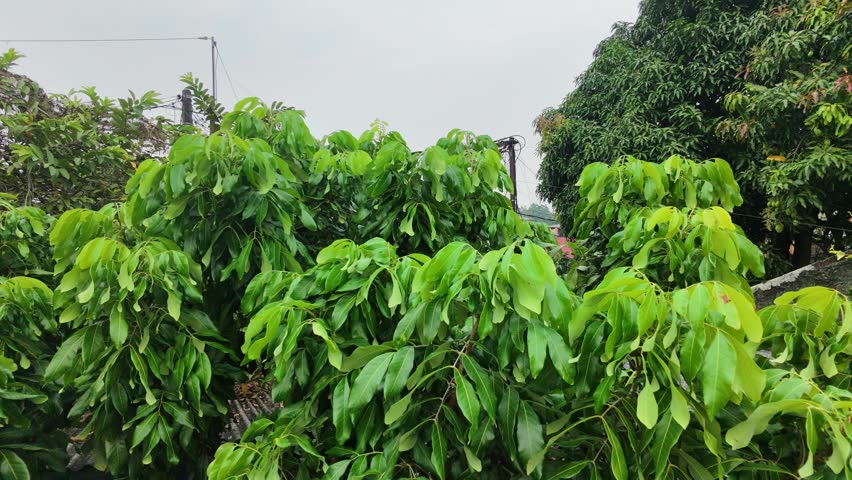 view of trees and houses
