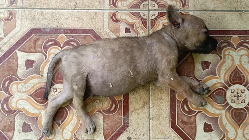 A puppy is sleeping soundly on a ceramic floor. Close-up footage. Front-angle camera.