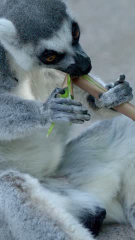 A ring-tailed lemur sits on the ground while chewing on a fresh bamboo branch