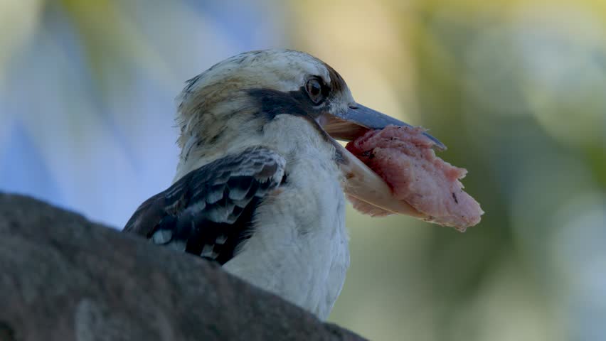 A laughing kookaburra holds raw meat in its beak while perched on a rock