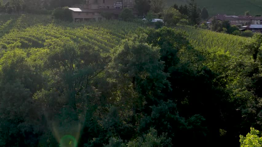 A drone pulls back over rolling green hills and vineyards in Piedmont Italy during sunset