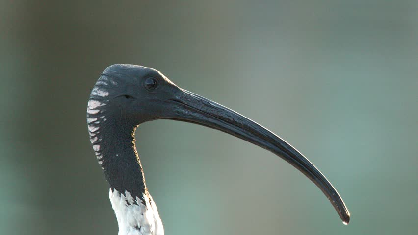 A close-up profile shot of an Australian white ibis bird against a soft background