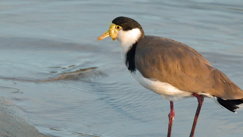 A masked lapwing plover walks and forages along a sandy beach shore in soft light