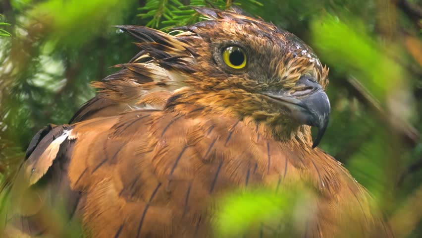 Close-up footage captures a wet hawk in its natural habitat, feathers slick with rain. Bird of prey rests amidst lush green foliage, intense gaze fixed forward. Peaceful wildlife moment.