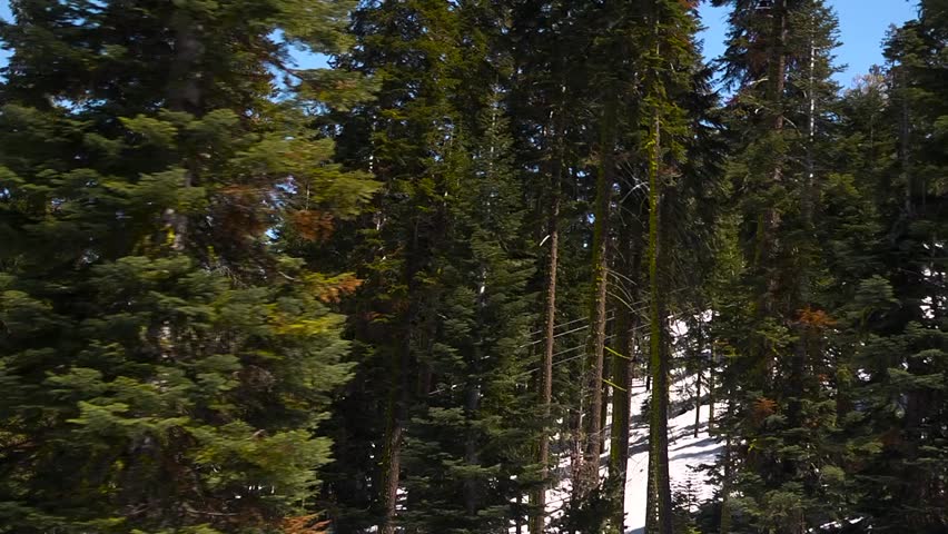 Close up of pine trees going by on ski lift