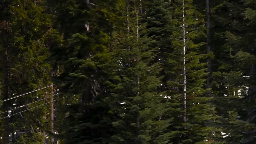 Close up of pine trees on ski lift