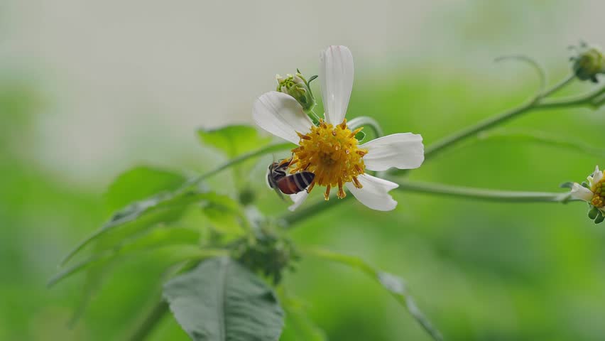 Pollinator Carrying Golden Pollen While Feeding on Blossom  