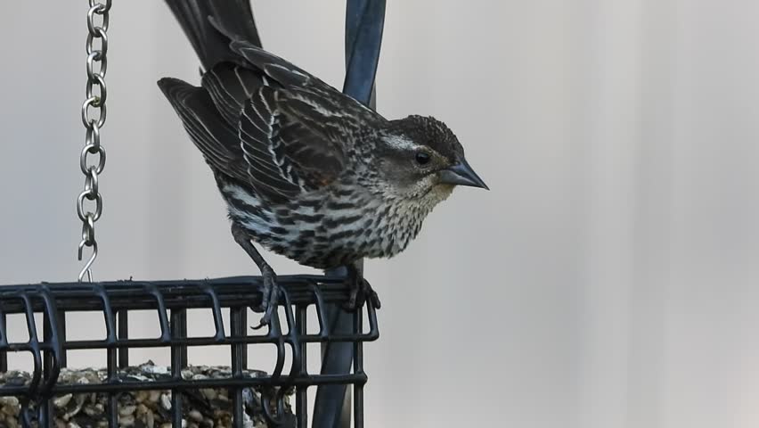 Female red-winged blackbird perched on a backyard bird feeder with subtle natural movement and outdoor wildlife setting.