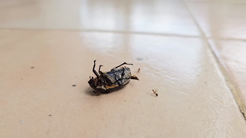 Close Up Of An Inverted Beetle Struggling And Moving Its Legs While Being Swarmed By Small Ants On A Tiled Floor