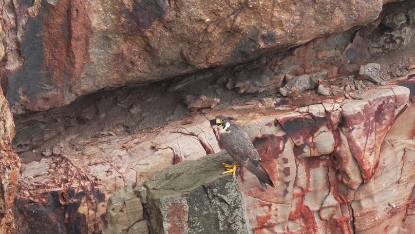 Peregrine falcon perched on a cliff making call sounds