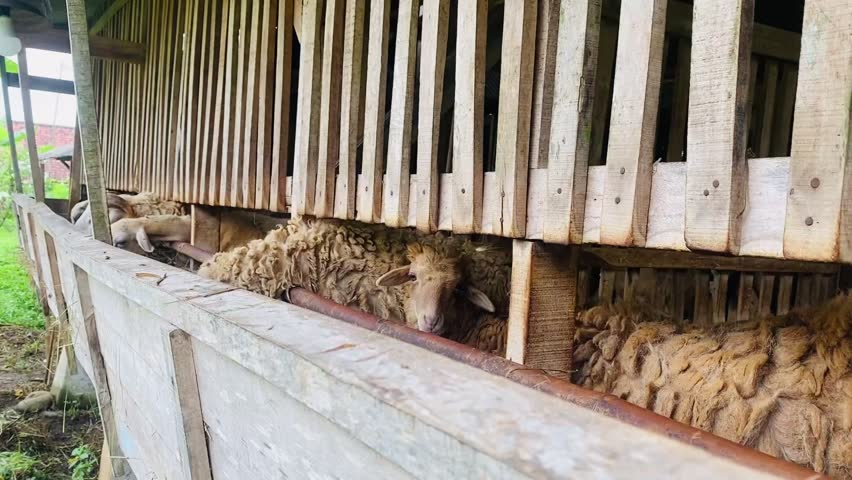 A group of sheep eating or standing inside a traditional wooden barn cage with a feeding trough on a rural farm