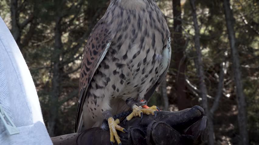 Little spanish falcon close up. High quality 4k footage