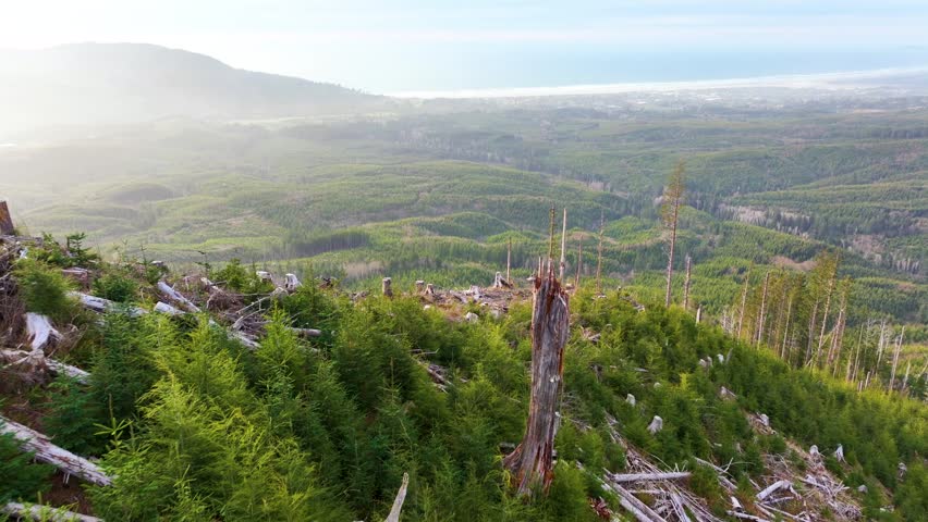 Oregon Coast Timber Landscape Overlooking Seaside From Above