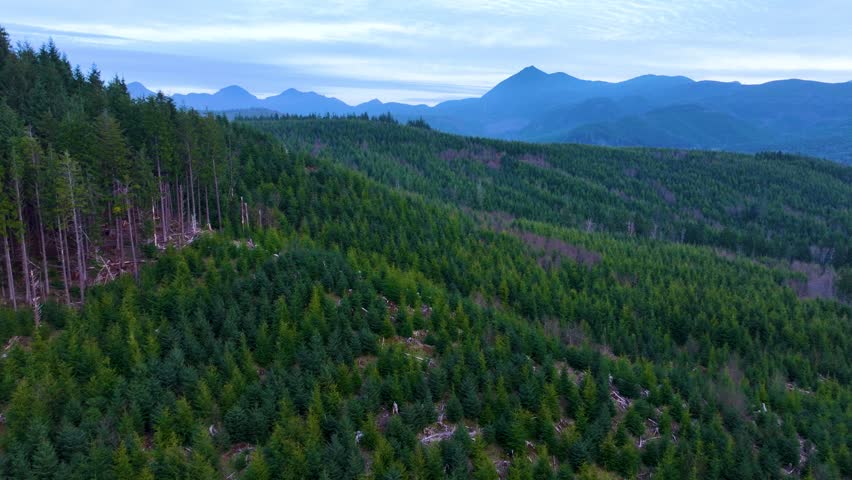 Aerial View of Forest Regrowth and Timberland in Oregon