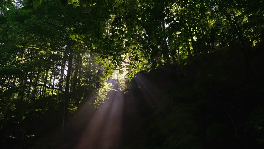 Dynamic sunbeams piercing through a vibrant forest with motion.