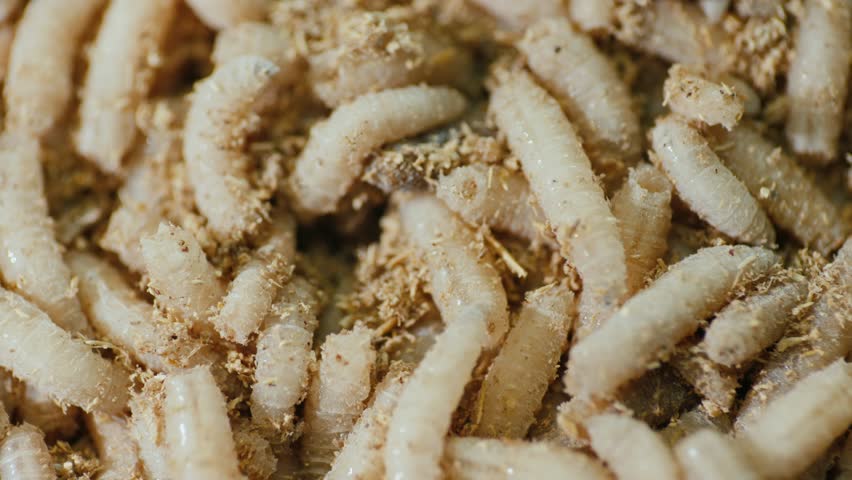 Maggots move on sawdust, dynamic motion, macro close up clip.