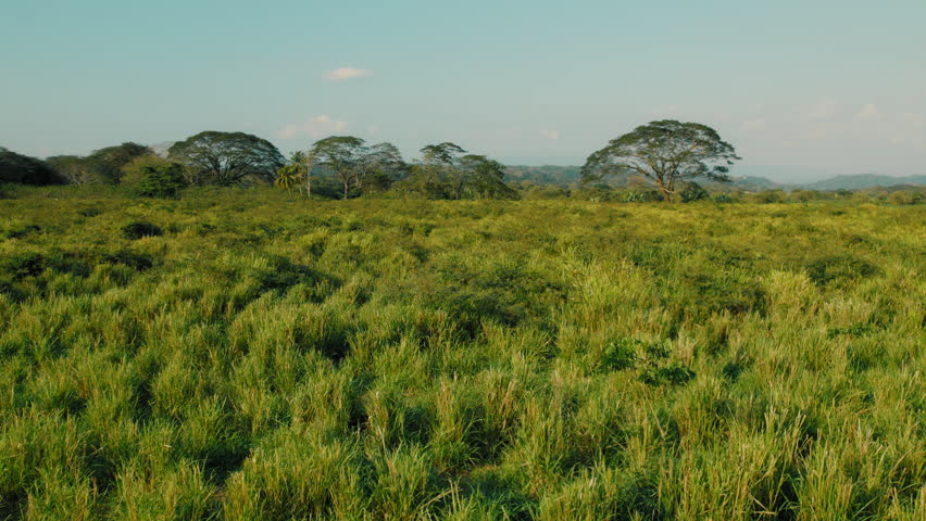 Lush green meadow with distant trees under clear sky in Costa Rica