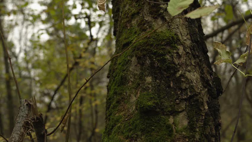 Moss on a tree trunk in the forest, in close-up. The tranquility of a dense forest.