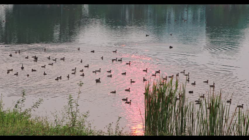 Ducks swimming happily in the pond at sunset