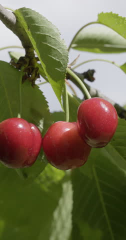 Cherries on top of the cherry, Auvergne, France.