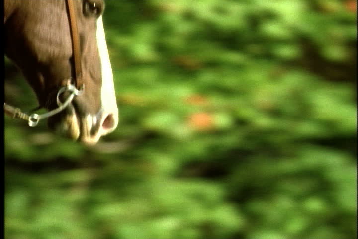 Head of horse with mane blowing in breeze as it gallops in slow motion.