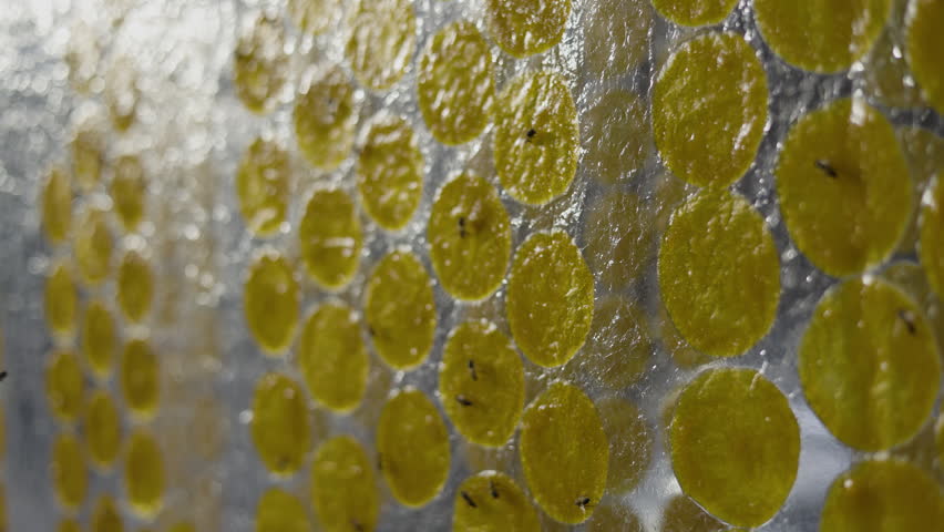 Sun Dried Mango Sheets With Bee Attracted To The Sweet Scent 01, organic food production, traditional asian fruit preservation, footage for agriculture commercial advertising, food documentary.