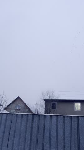 flock of birds flying across winter sky