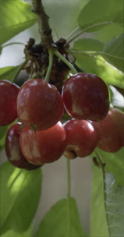 Cherries on top of the cherry, Auvergne, France.