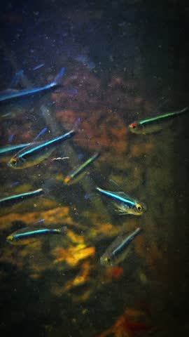 Black neon tetra fish schooling in a natural freshwater aquarium. Hyphessobrycon herbertaxelrodi in a moody community tank.