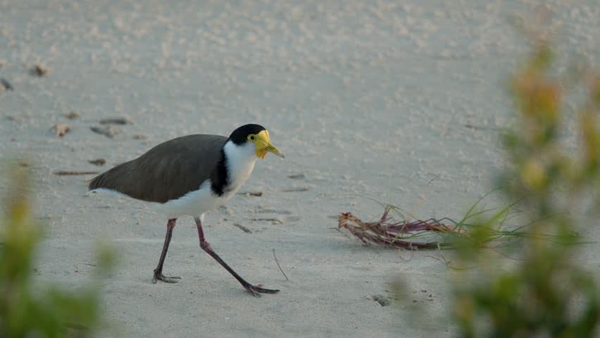 A masked lapwing plover walks across a sandy beach during daylight with soft natural lighting