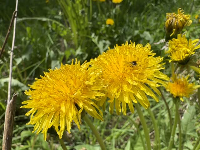 Close-up of a hardworking honeybee collecting pollen on a bright yellow dandelion flower. Sunny meadow background emphasizing spring biodiversity, insect life, and pollination