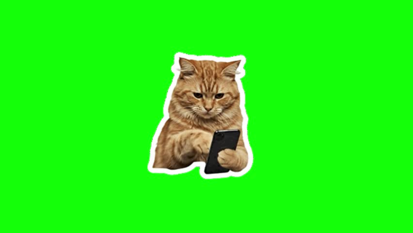 Cat meme funny cat holding phone cutout with motion on a green screen video overlay. It features a fluffy orange tabby cat looking down intently and tapping on a black smartphone, styled with a thick white sticker border outline. Perfect for content creators and video editors to easily key out the background and add a humorous meme, reaction, or technology parody element to videos.