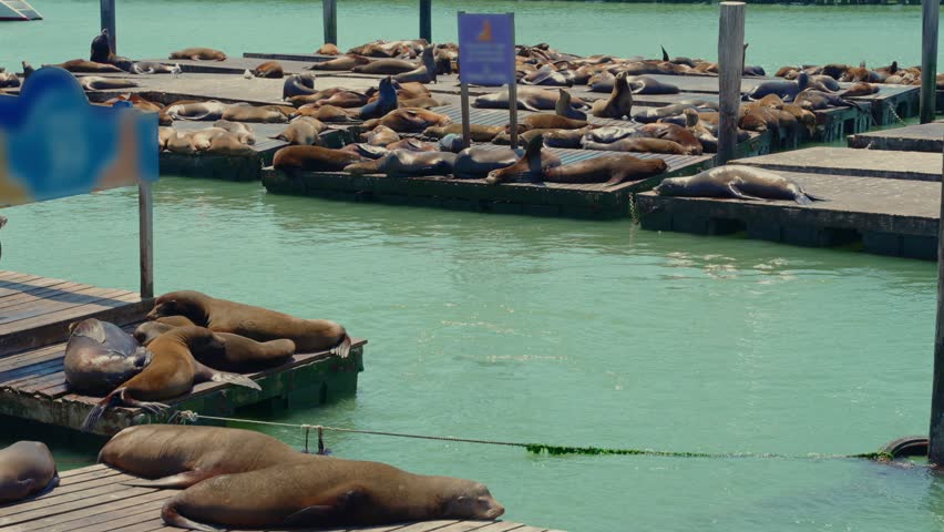 Sea Lions Sunbathing on Floating Docks near San Francisco Waterfront