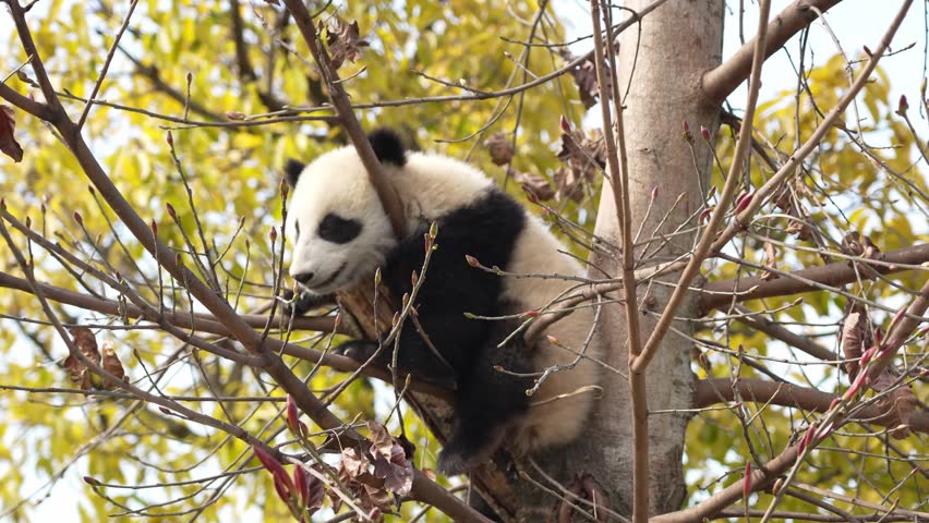 Cute Panda Cub Climbing and Resting in a Tree on a Sunny Day