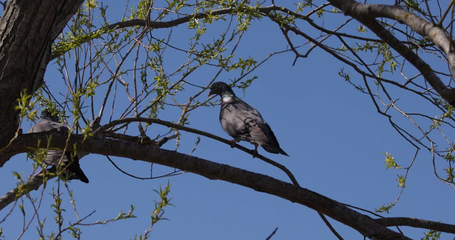Two common wood pigeons sitting on tree branch in sunny spring day slow motion